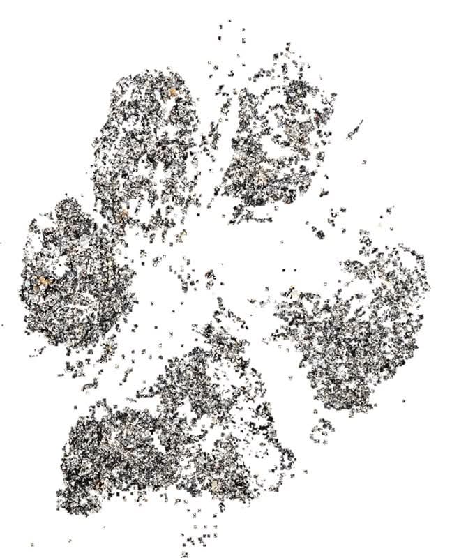 Grounded by Love – Dog Sandy Paw print